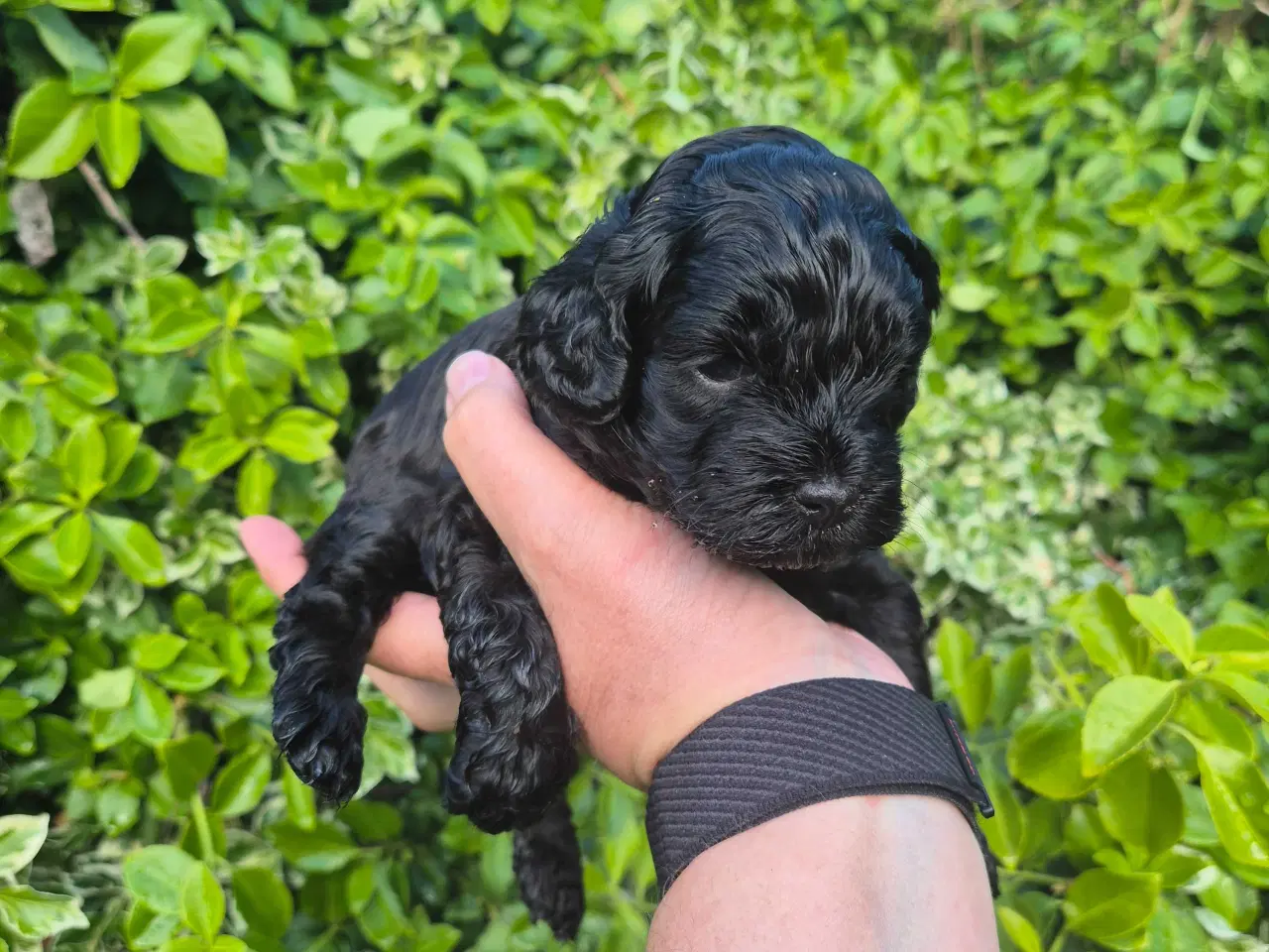Billede 10 - Uimodstålige søde Mine cockapoo 