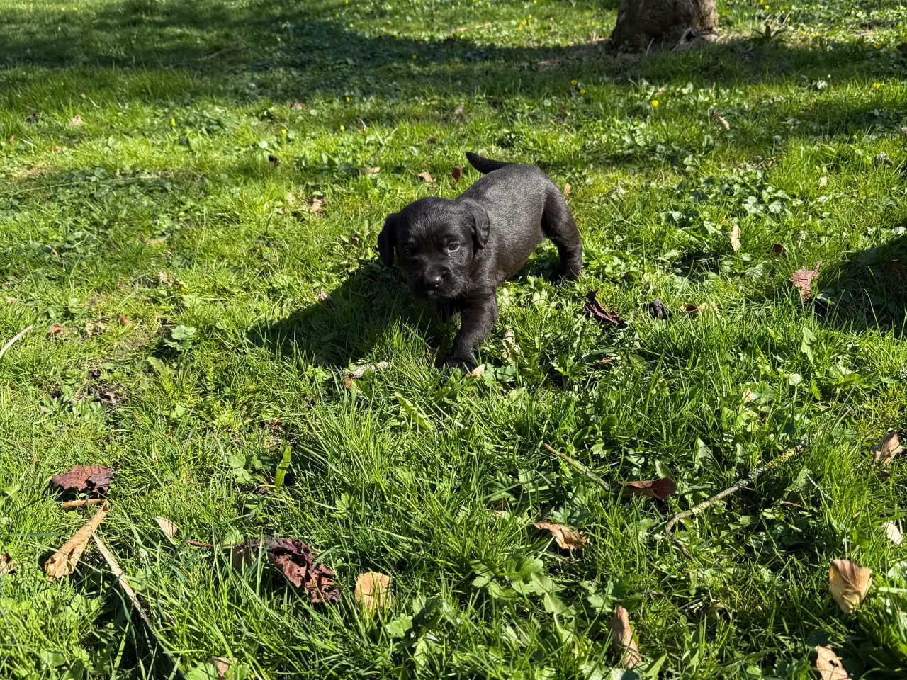 Billede 1 - Skøn hanhund søger nyt hjem