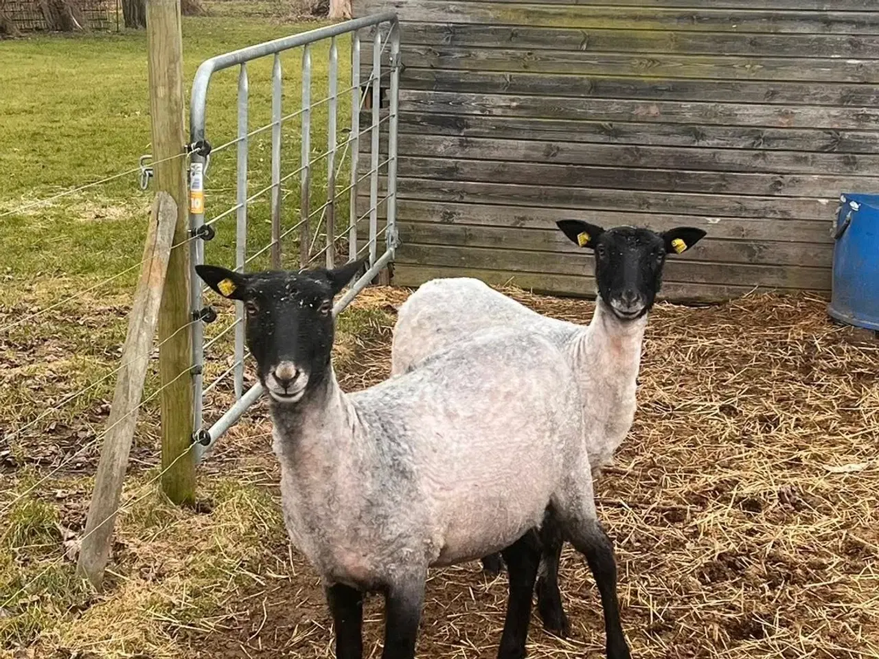 Billede 8 - Gotlænder - 2 får, 2 lam