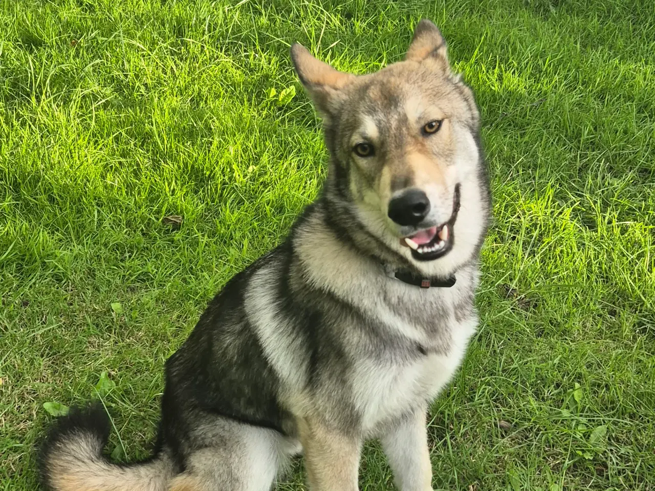 Billede 1 - Tjekkoslovakisk ulvehund/Husky