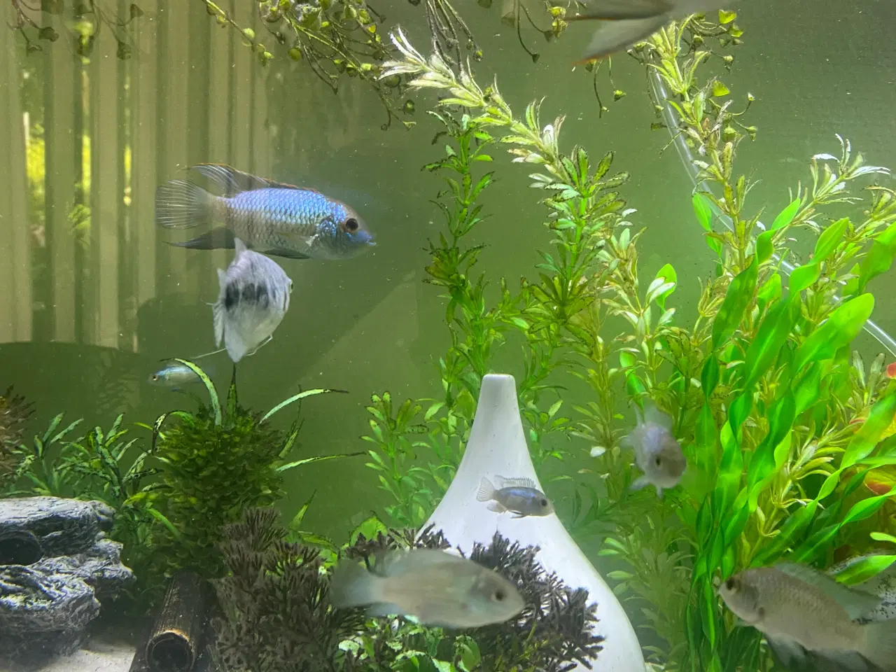 Billede 1 - 10 Electric blue 180;-