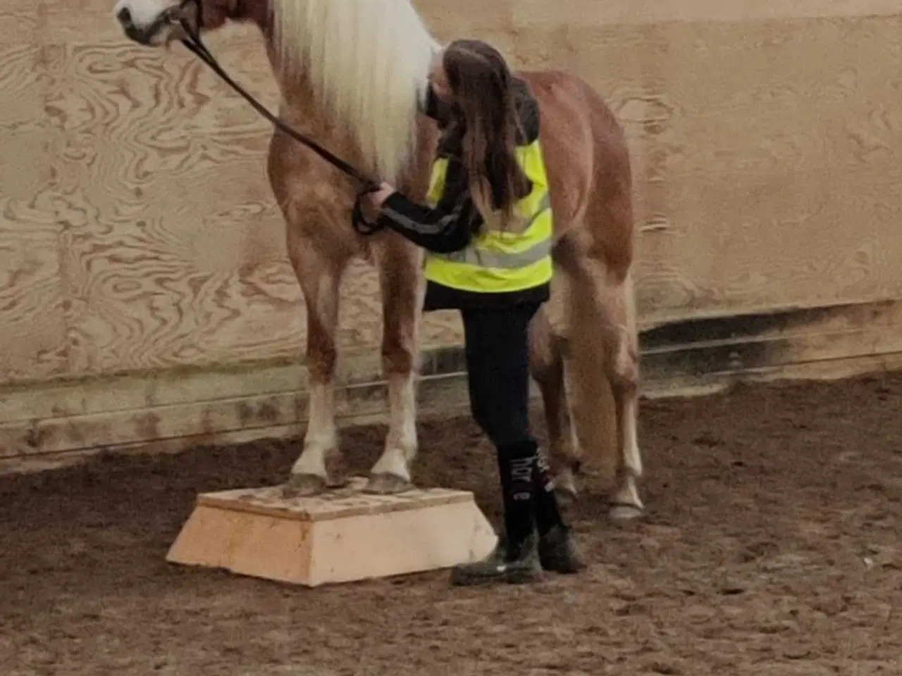 Billede 10 - Haflinger hoppe til avl eller hygge 