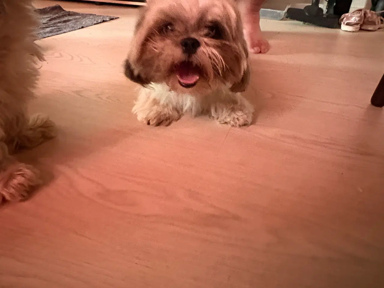 Billede 6 - Shih-tzu hvalpe