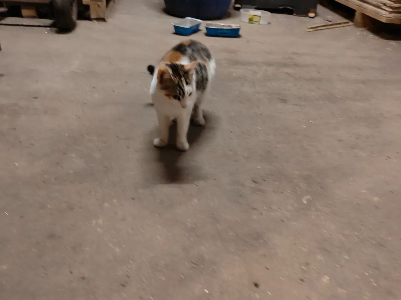 Billede 2 - Katte gives bort