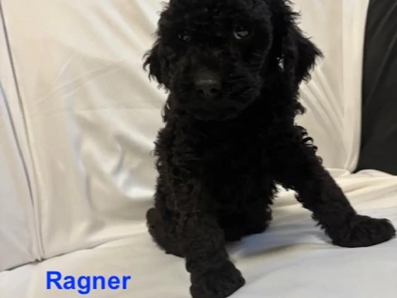 Billede 3 - Cockapoo   Hvalpe