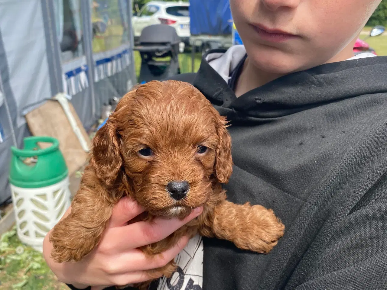 Billede 4 - Cavapoo babyer