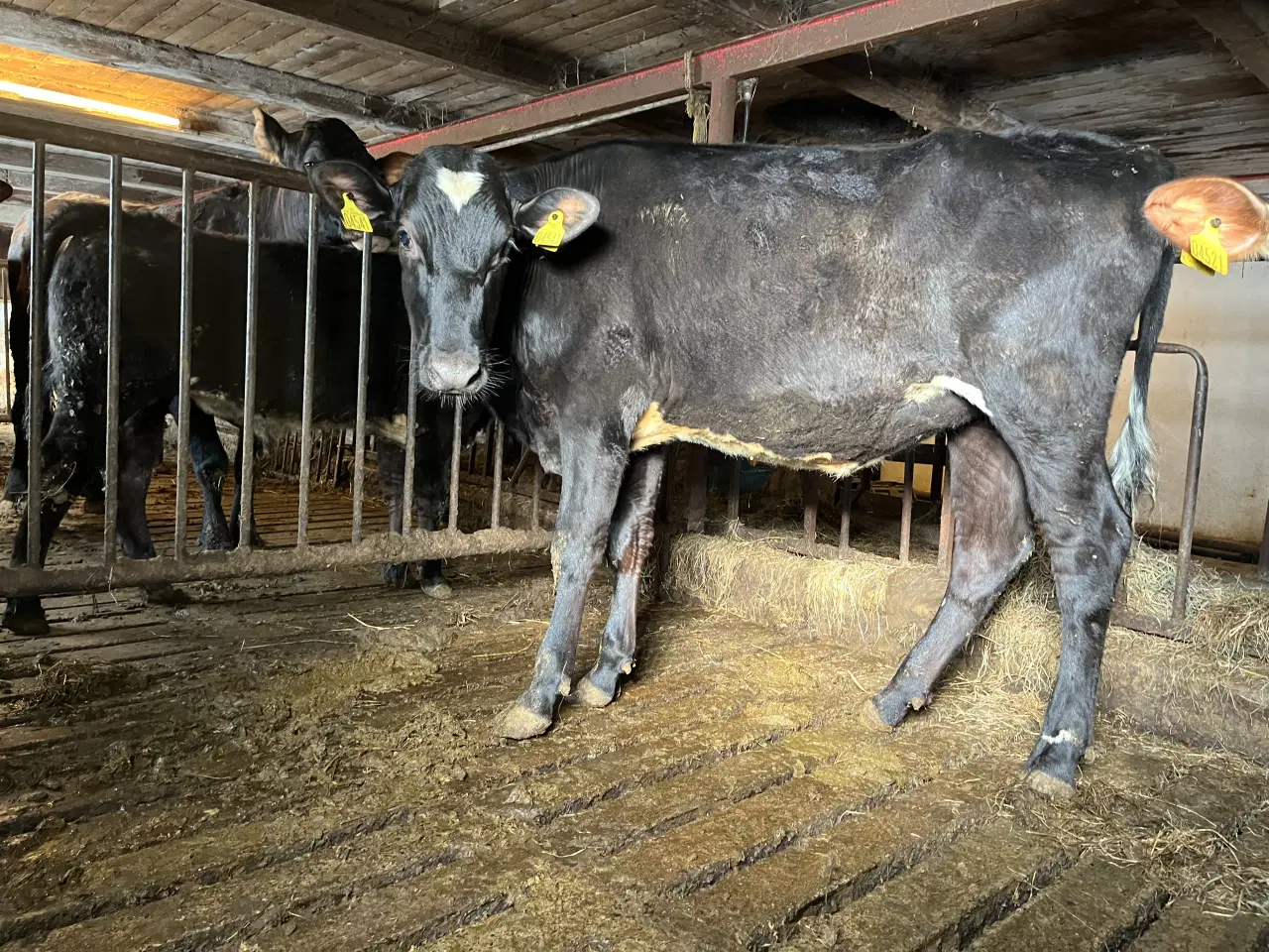 Billede 3 - Krydsnings kvier