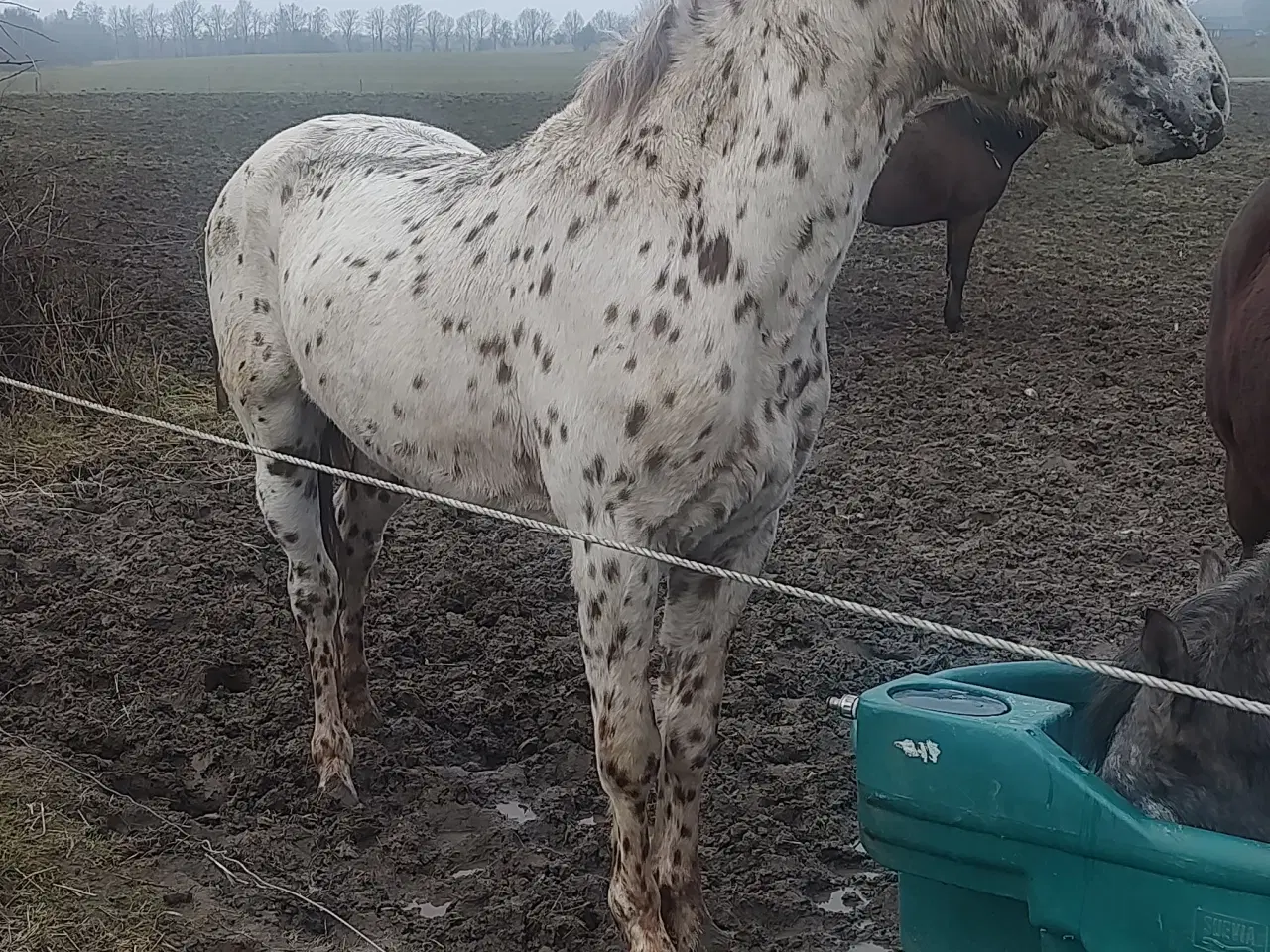 Billede 3 - Knabstrupper