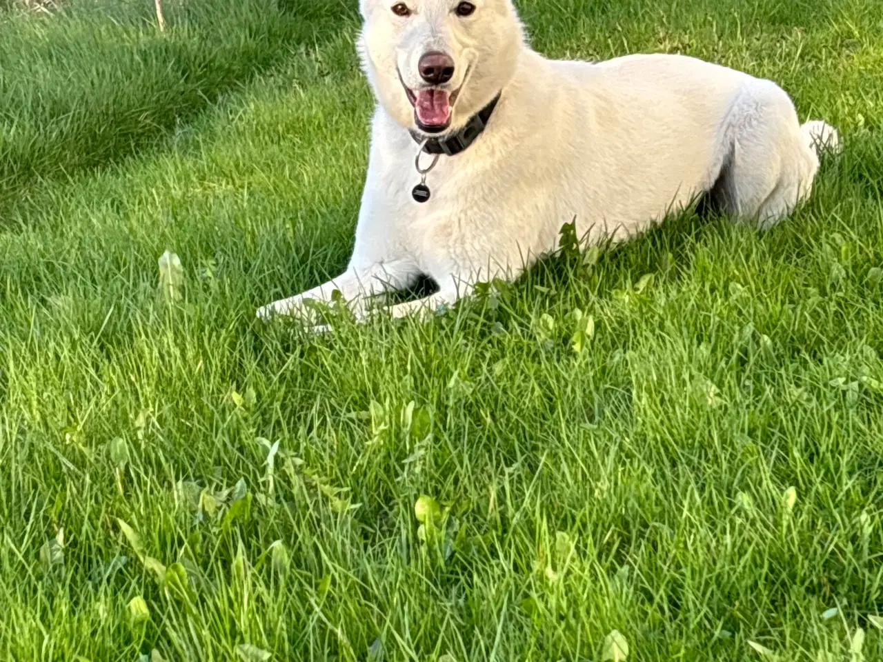 Billede 2 - Hvid schweizisk hyrdehund 2.5 år 