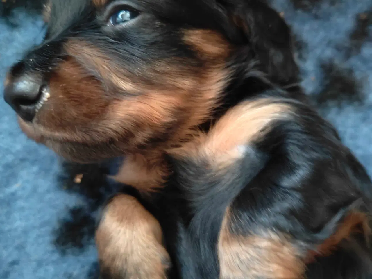 Billede 1 - Langhåret dværg gravhund 