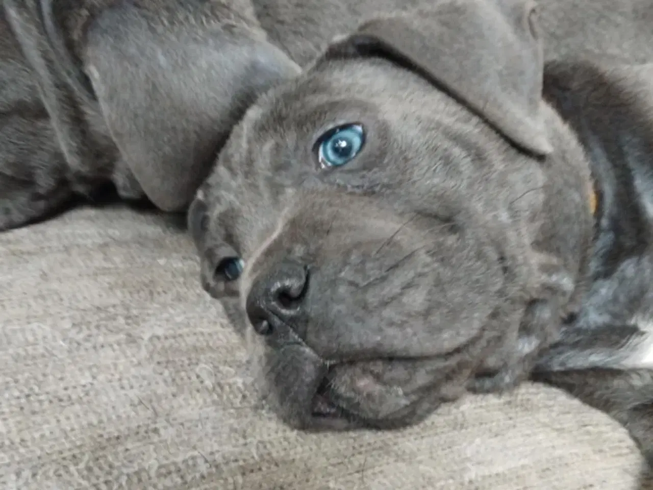 Billede 16 - Cane Corso Italiano hvalpe