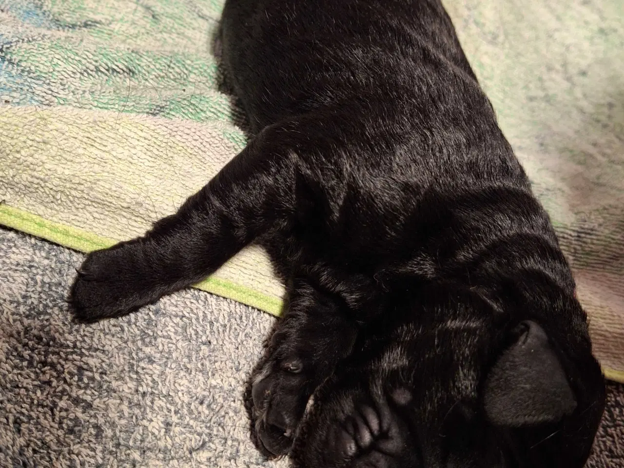 Billede 8 - Labradoodle hvalpe 