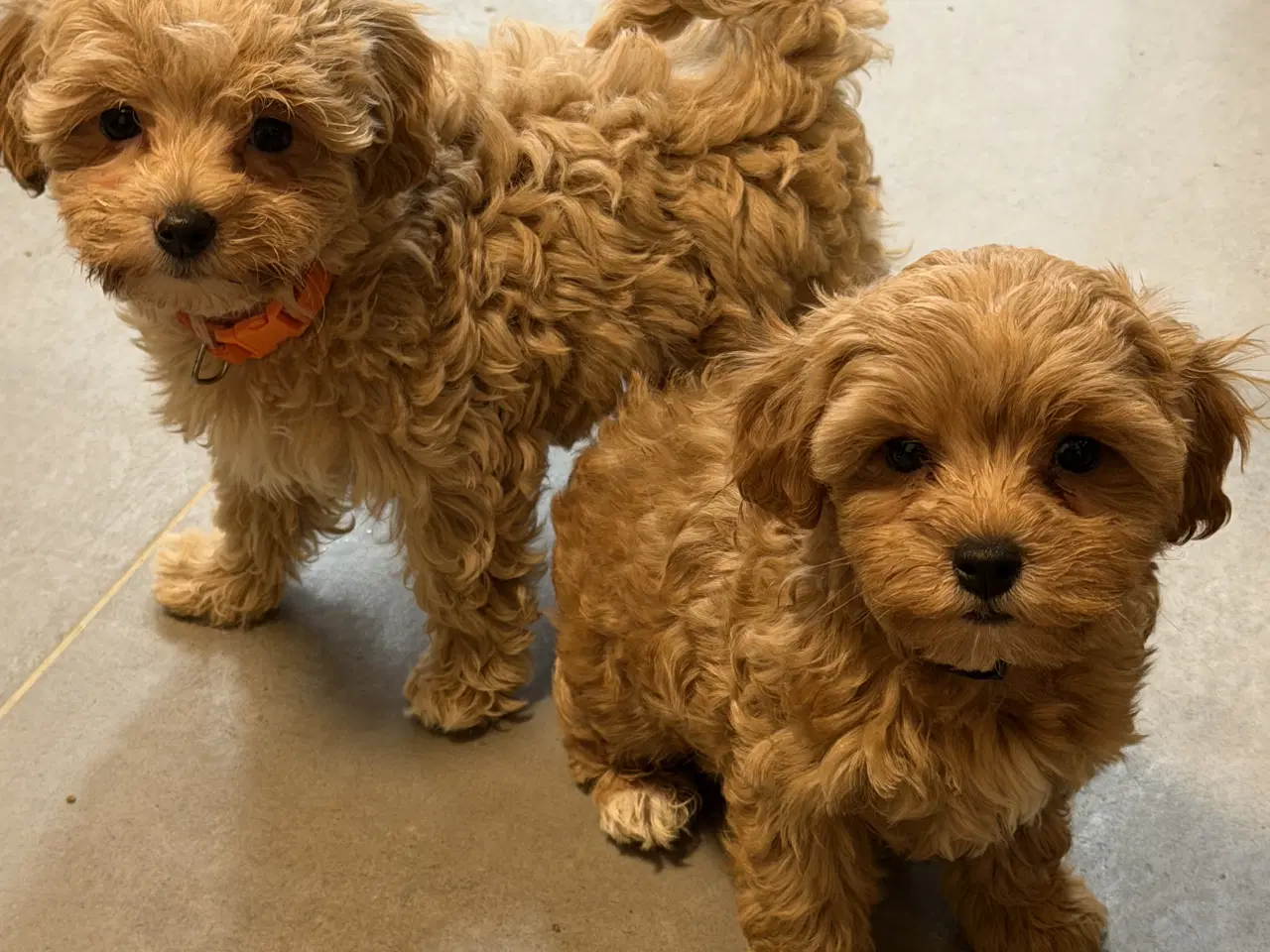 Billede 1 - 🐾✨ Skønne Maltipoo hvalpe klar mellem jul & Nytår