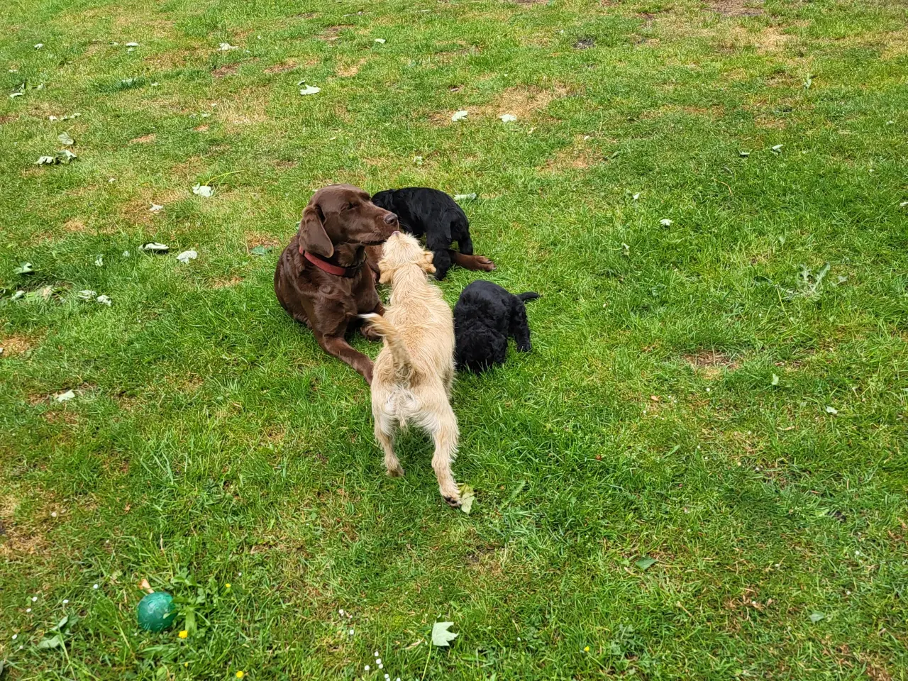 Billede 6 - Labra Doodle Hvalpe 