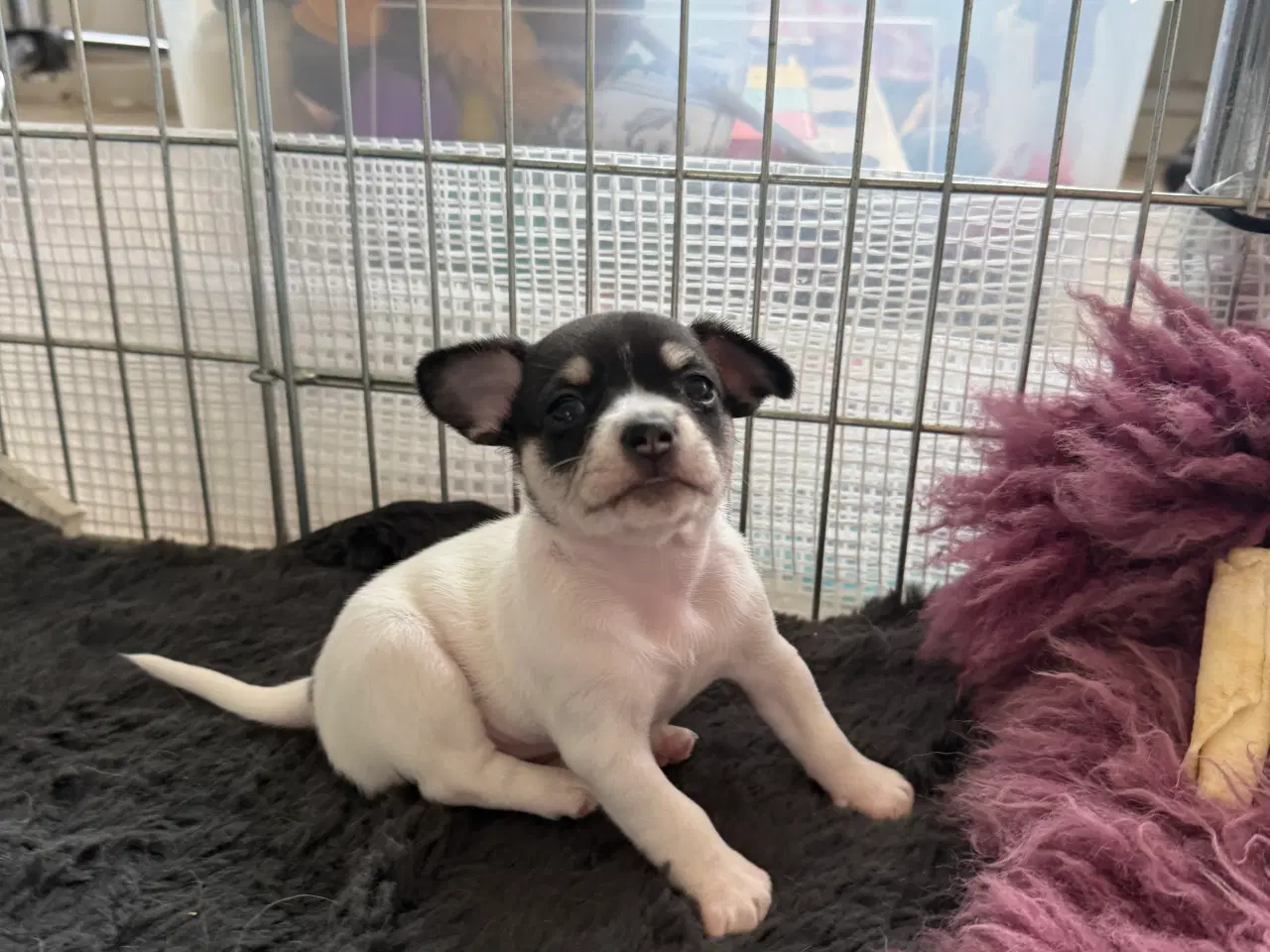Billede 6 - Mini Chihuahua