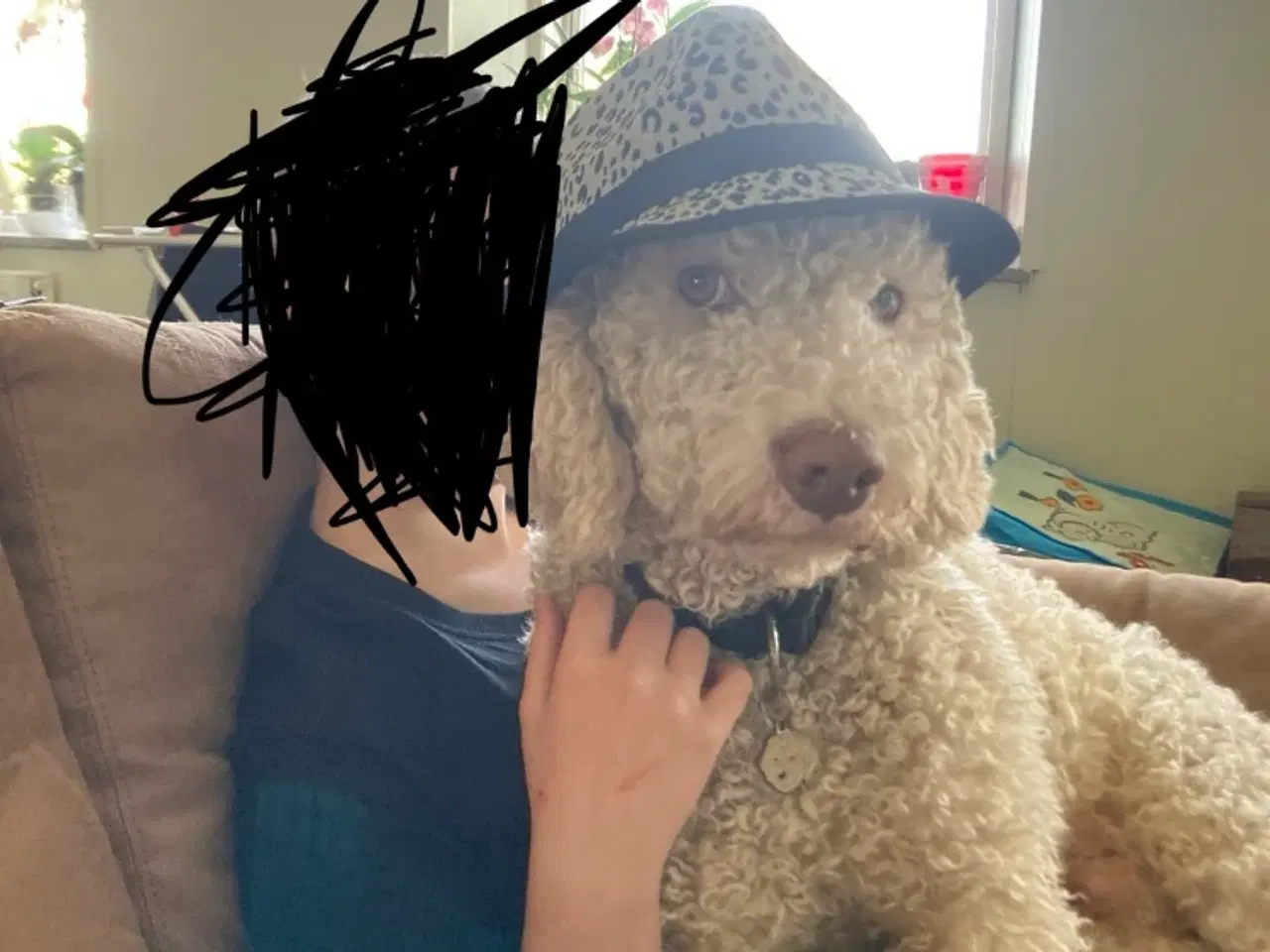 Billede 9 - Curly Coatted Retriever/ Lagotto Romagnolo 