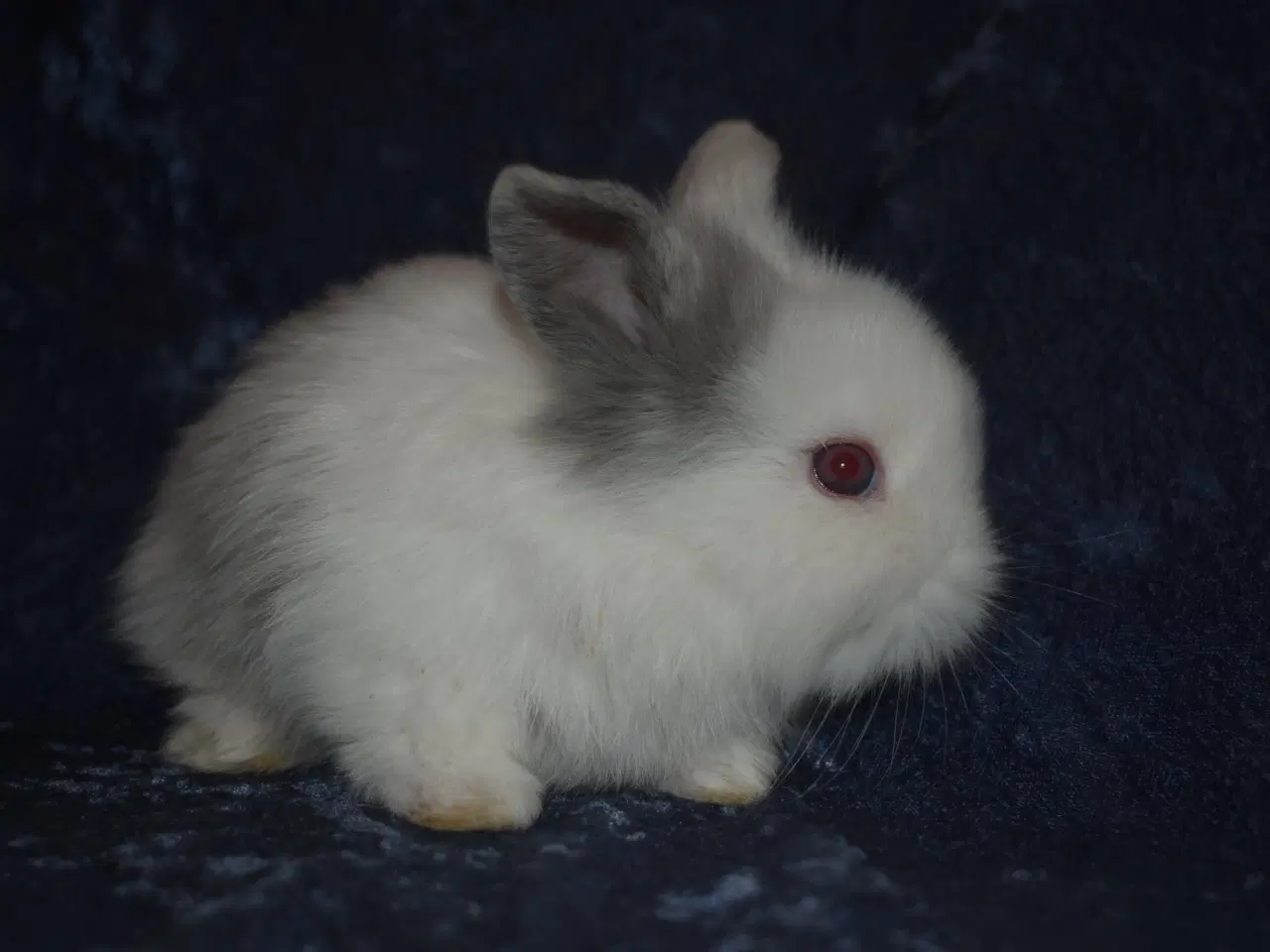 Billede 2 - Minilop/Teddy dreng 