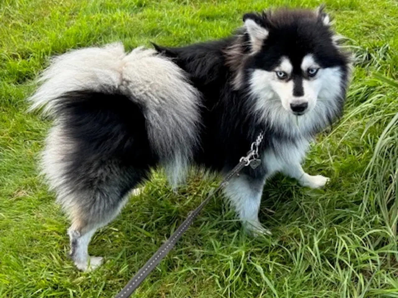 Billede 6 - Dejlig pomsky hvalp sælges