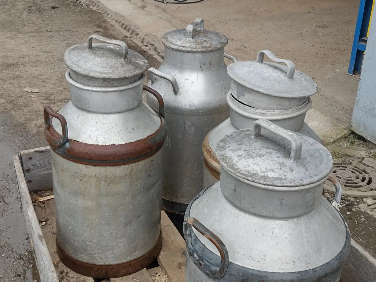 Billede 2 - Mælkejunger 