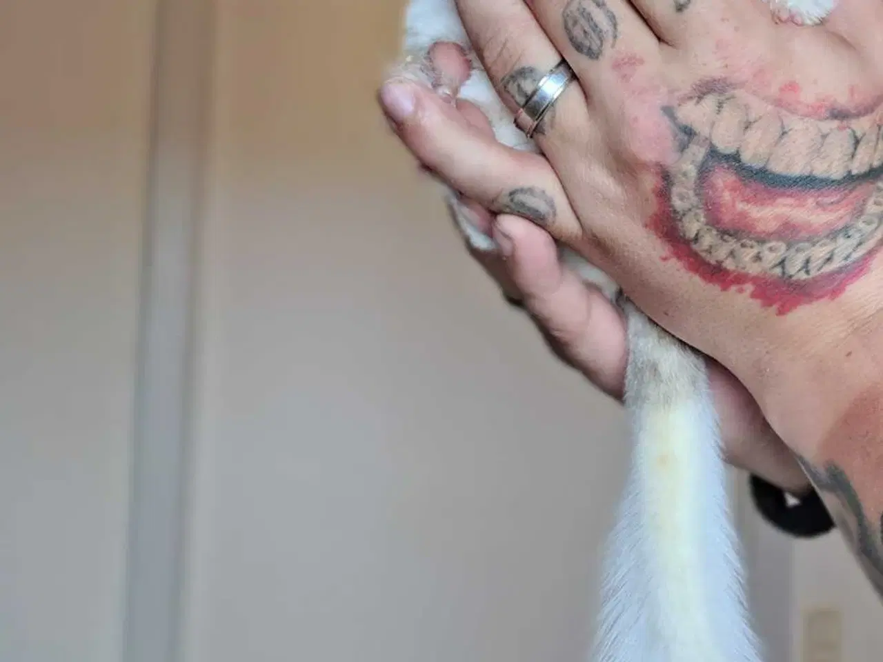 Billede 2 - 4 hunner 1 han (Chinchilla Familie)🐿️