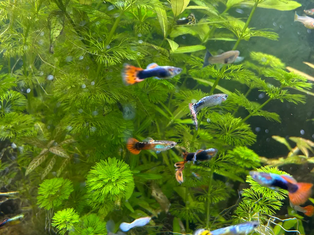 Billede 2 - Guppy unger, 5stk.