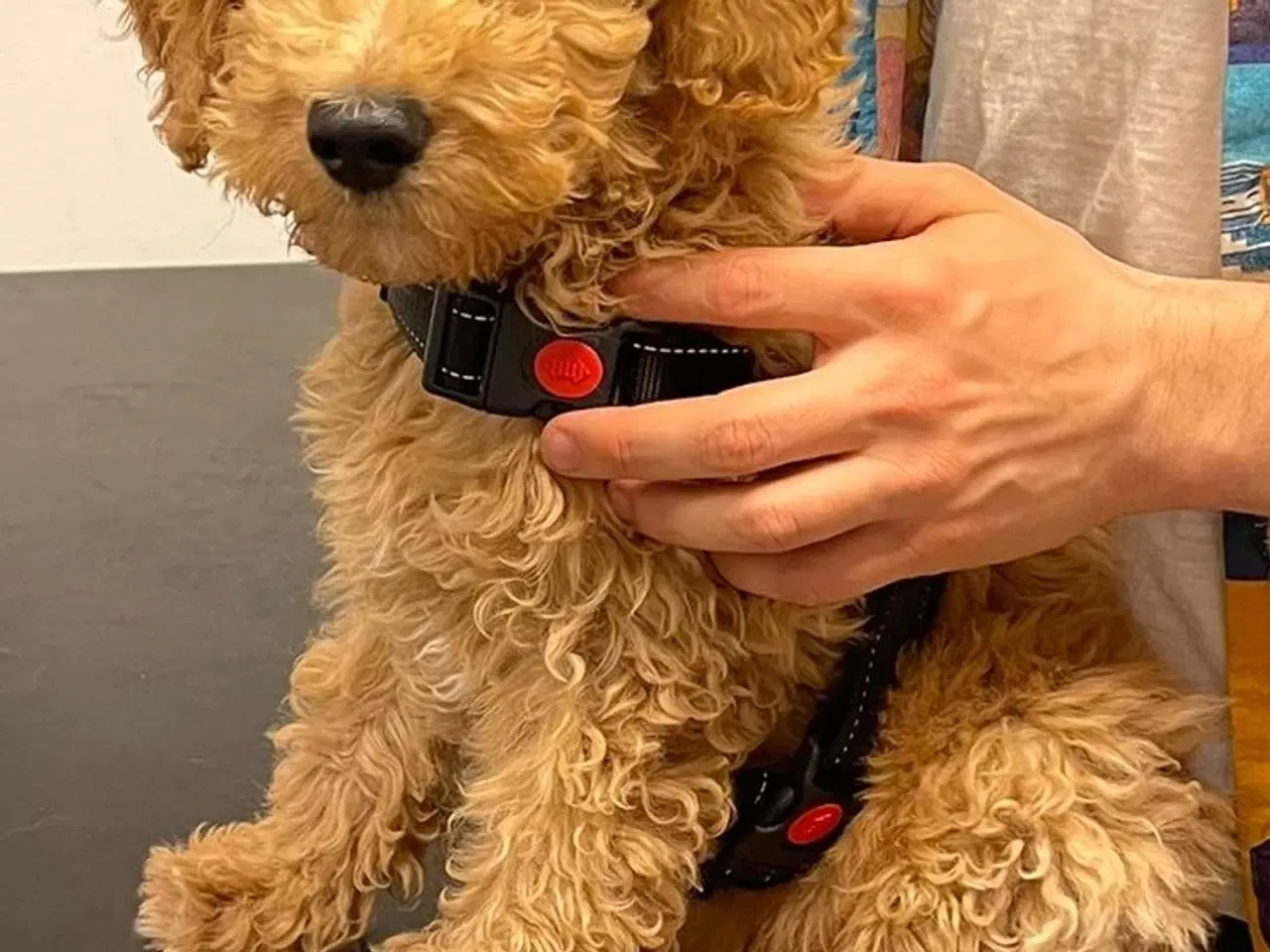 Billede 5 - Goldendoodle/Labradoodle