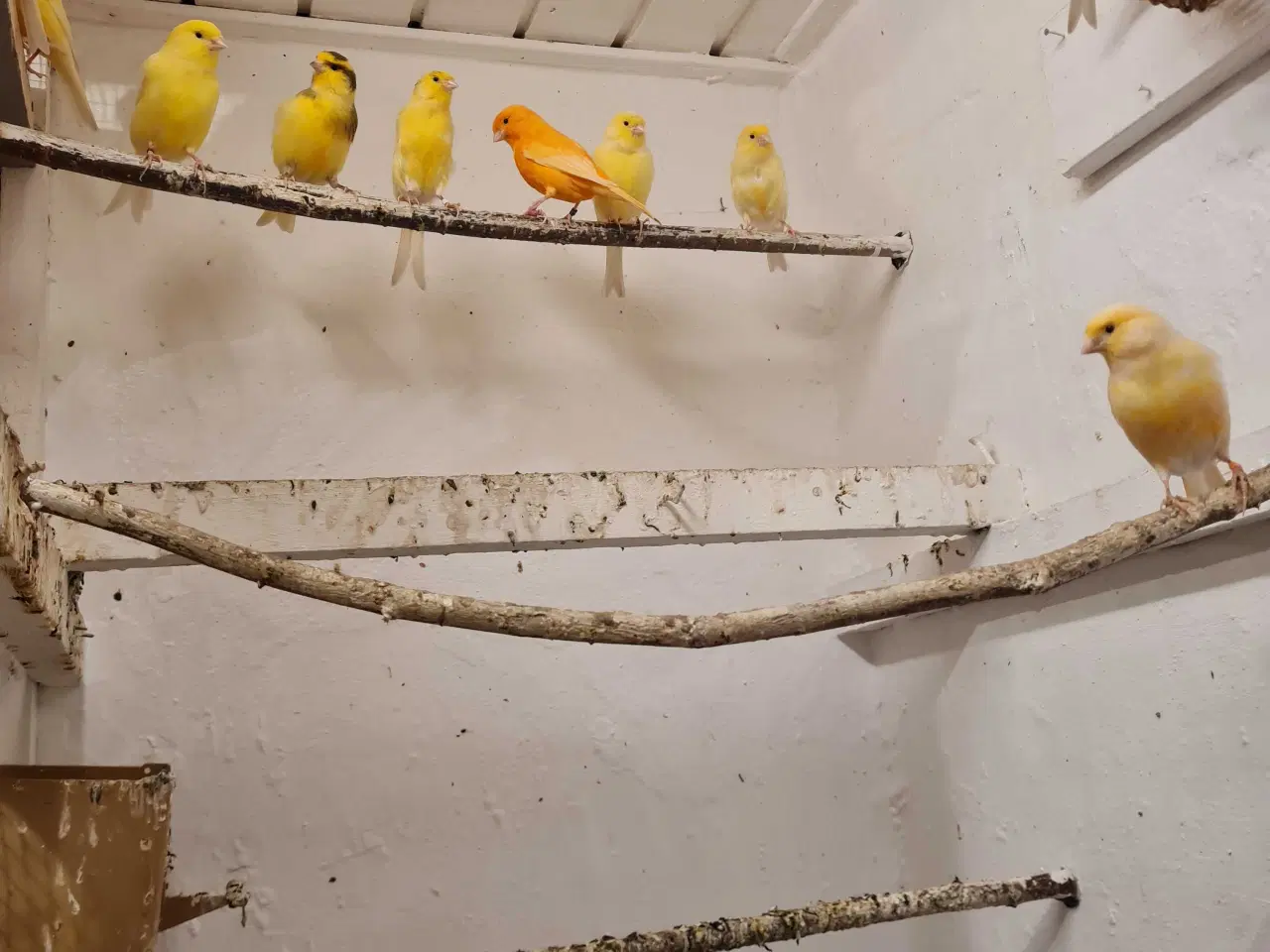 Billede 1 - Kanarier