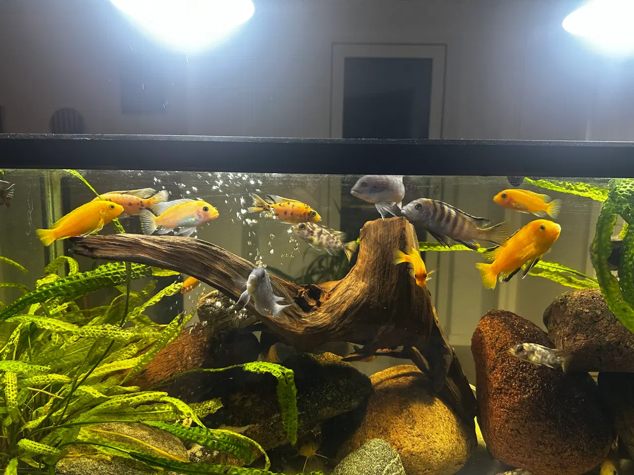 Billede 11 - Malawi og andet