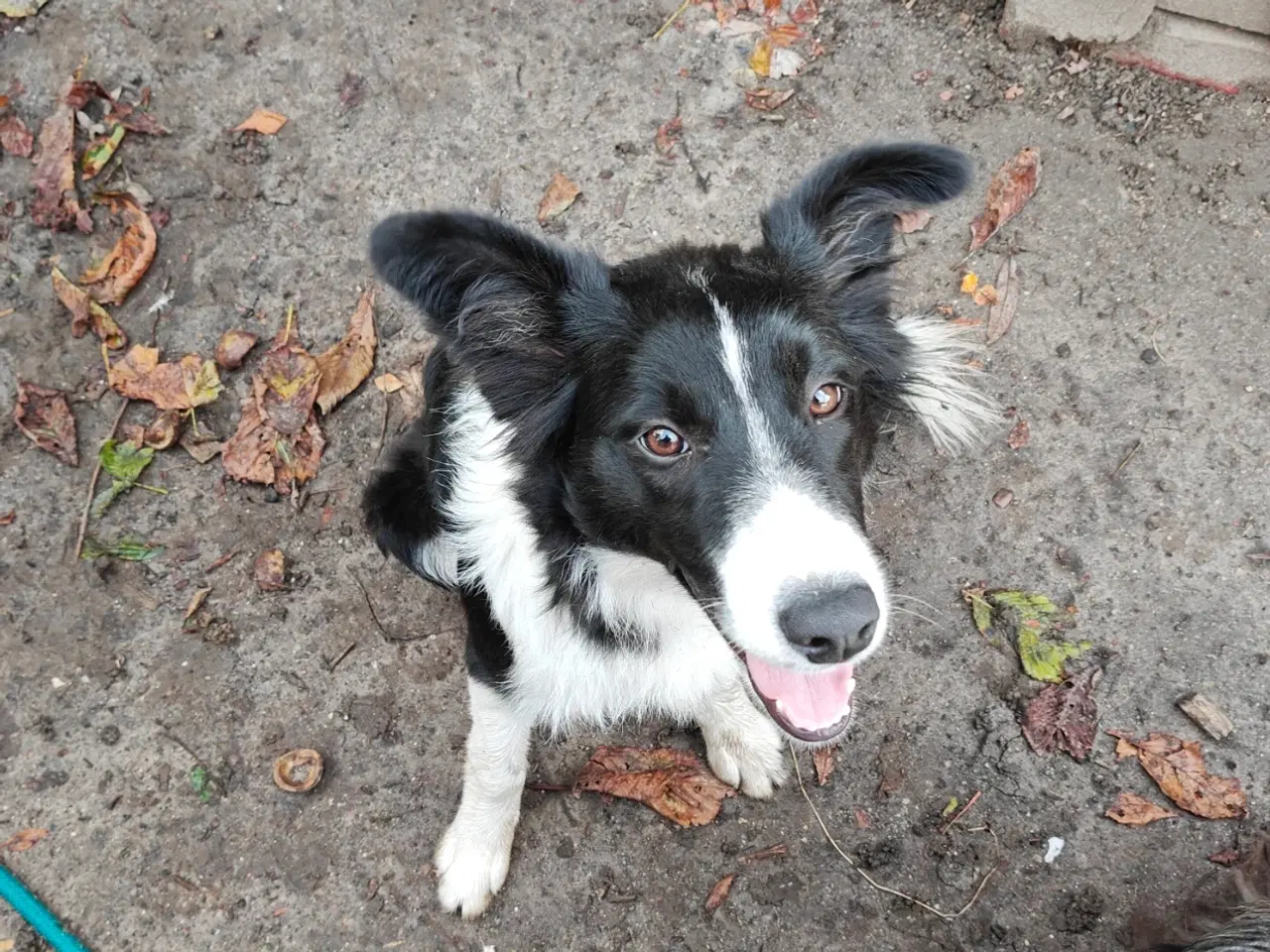 Billede 1 - Border collie tæve hvalp 