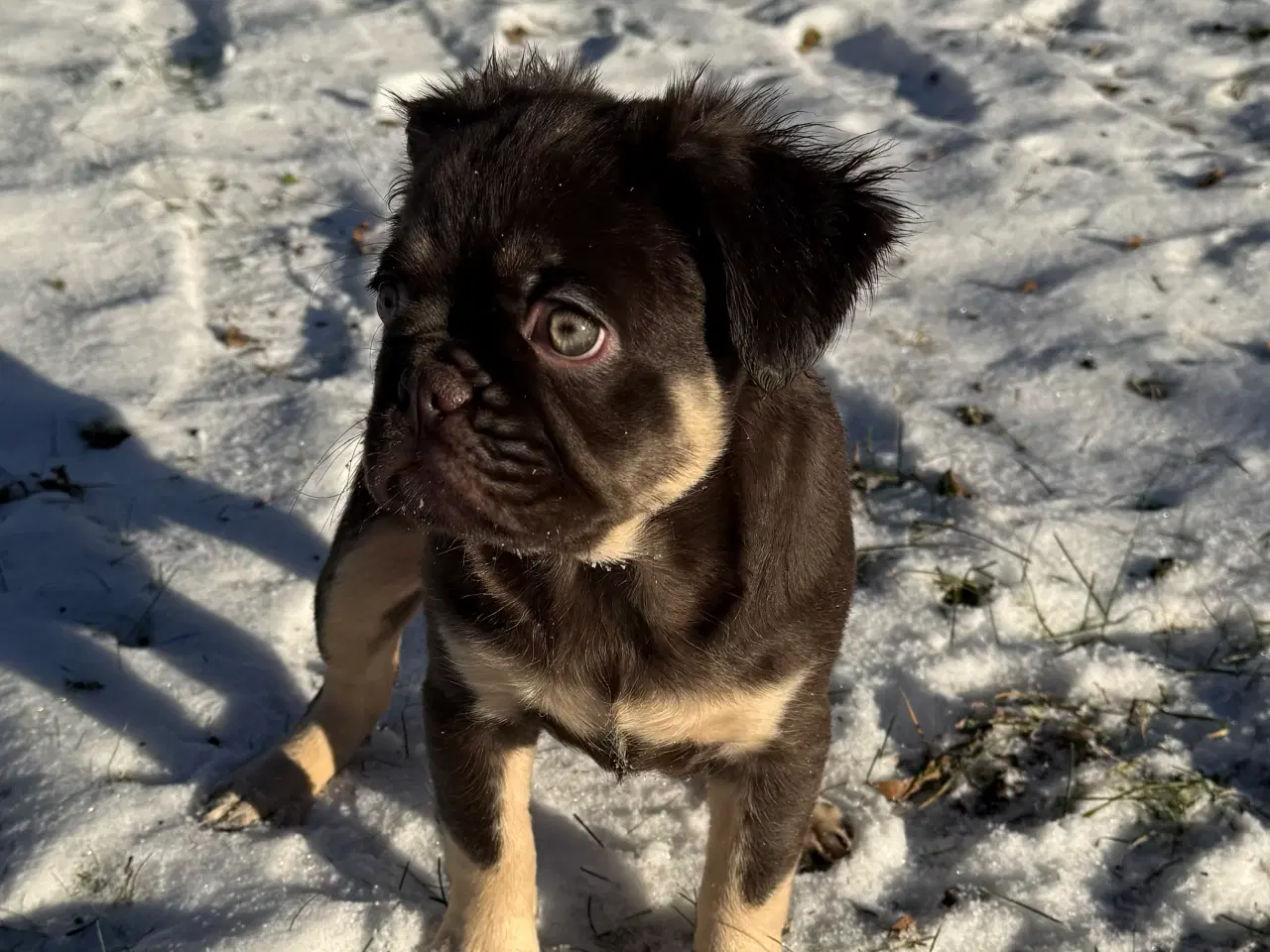 Billede 2 - Fluffy Fransk bulldog 