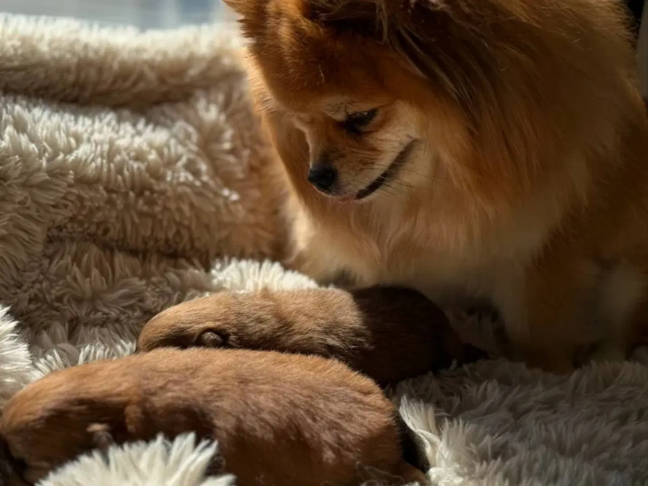 Billede 5 - POMERANIAN HUNDEHVALPE