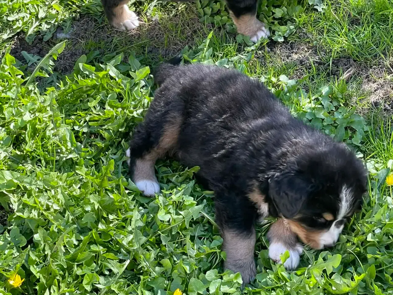 Billede 5 - Berner Senne hvalpe 