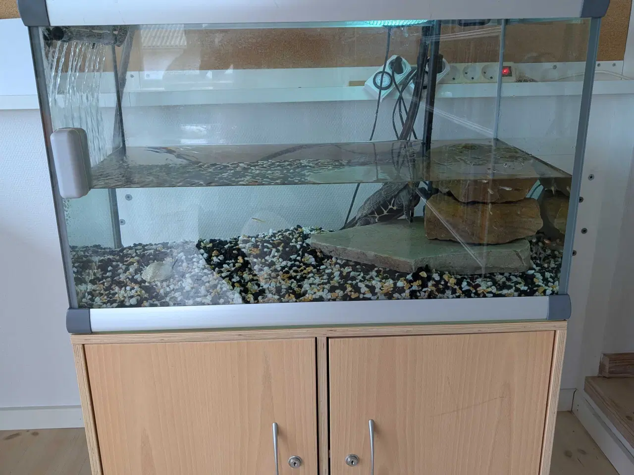 Billede 7 - Sumpskildpadde med akvarium 