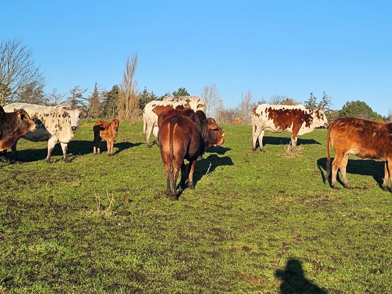 Billede 1 - Zebu sælges 2 kvie kalve og en tyr