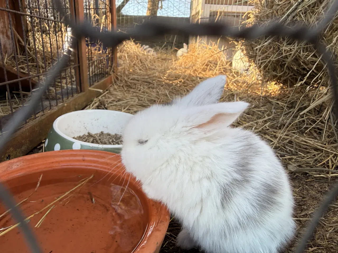 Billede 5 - Mini Lop kaninunger