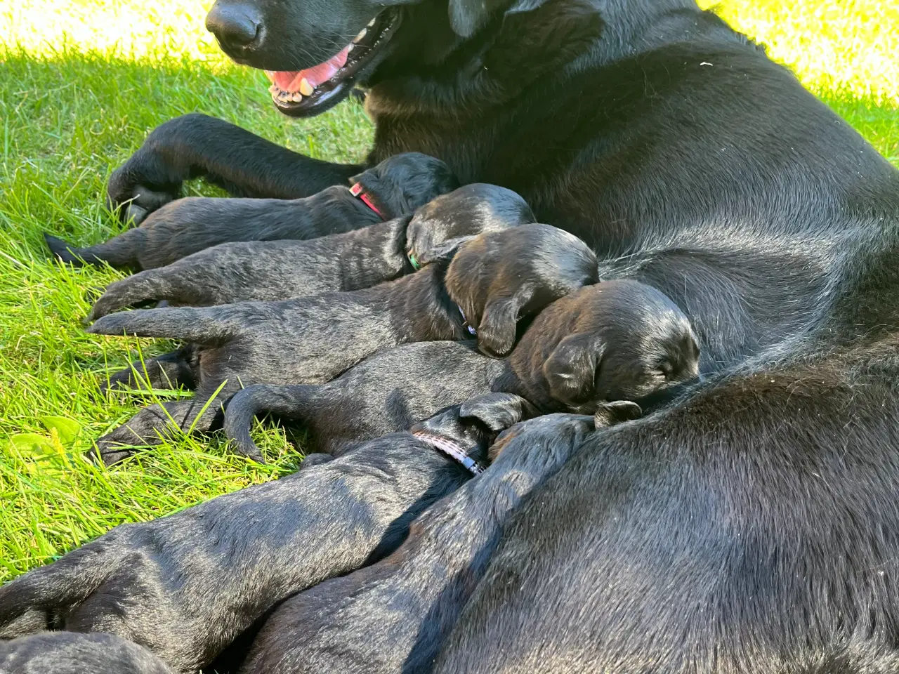 Billede 4 - Labradoodle hundehvalpe- salgsklar 22/9