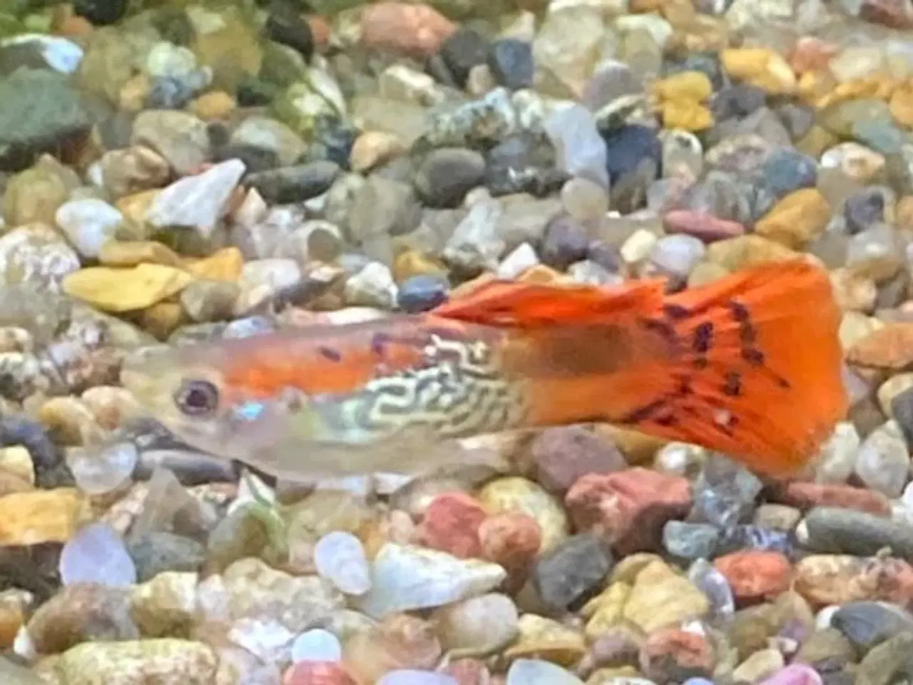 Billede 2 - Guppy-yngel Metal Snakeskin Red Lace