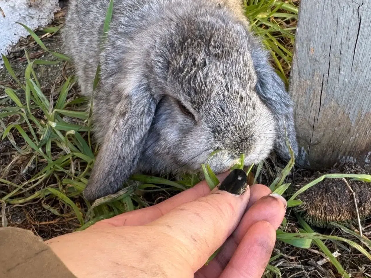 Billede 10 - Han Dværgvædder unge sælges