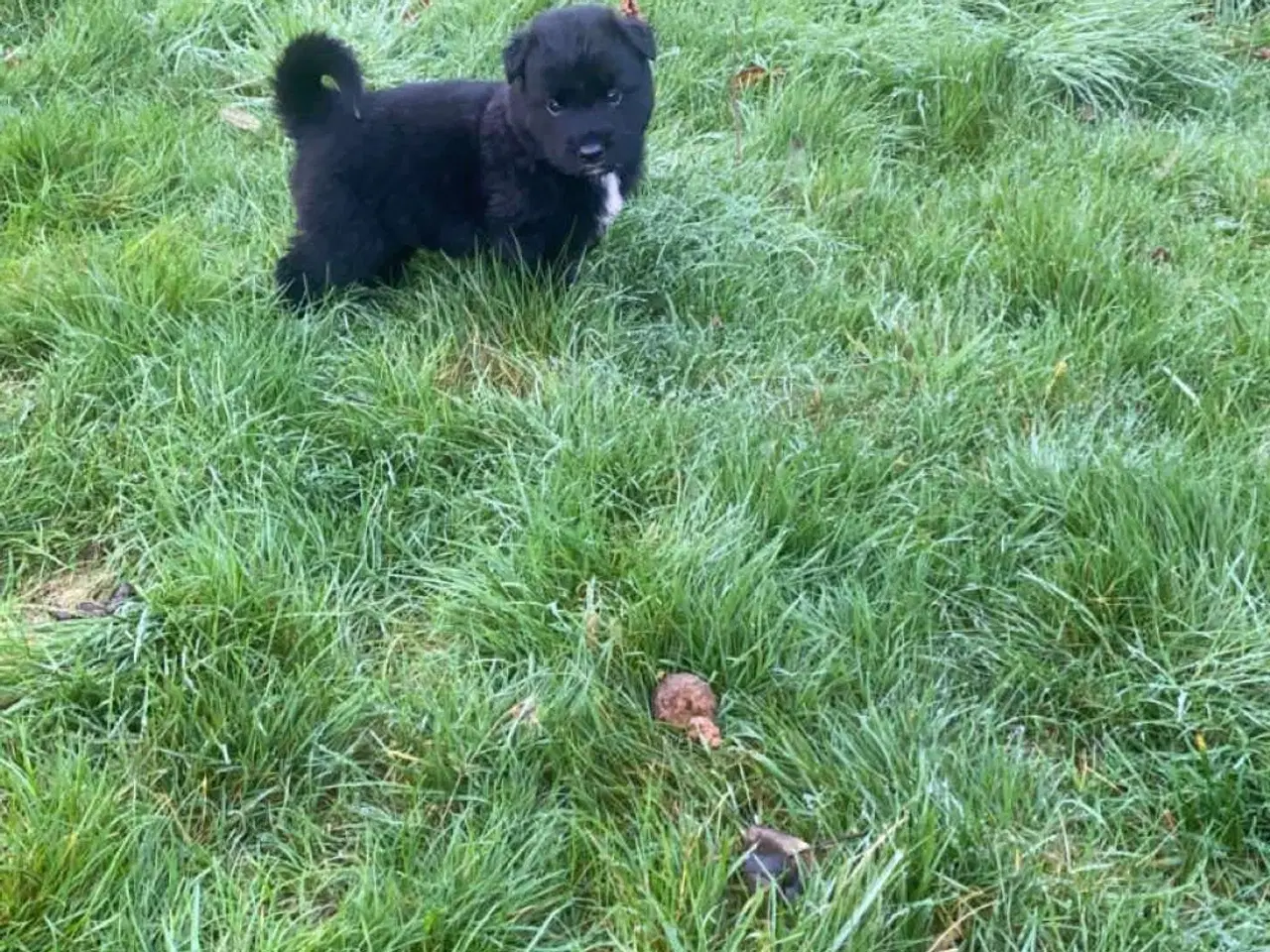 Billede 12 - Hvalpe mixed breed. American akita/ Sort schæfer 