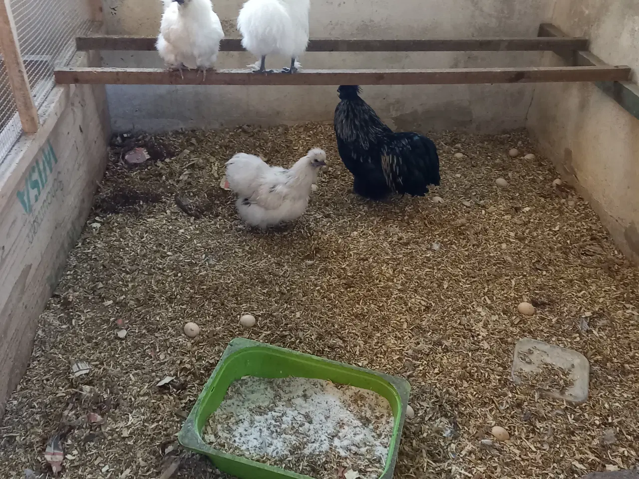 Billede 2 - Silke dværg 