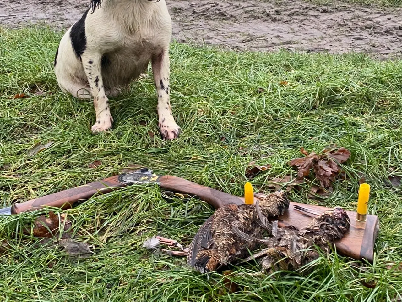 Billede 5 - Ft springer spaniel hvalpe 