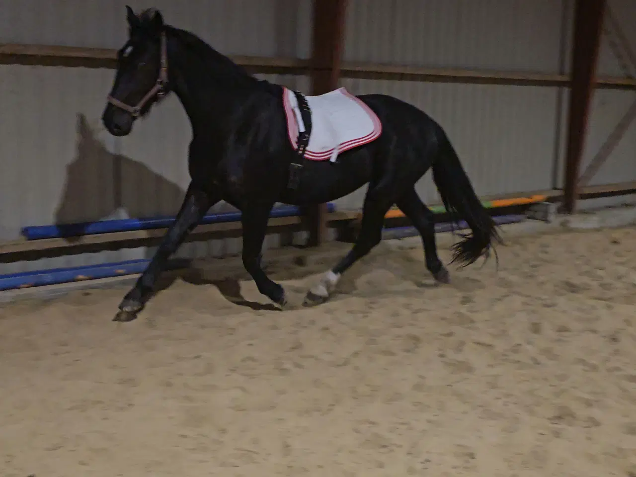 Billede 6 - Hoppe efter Elmer Hornbæk 