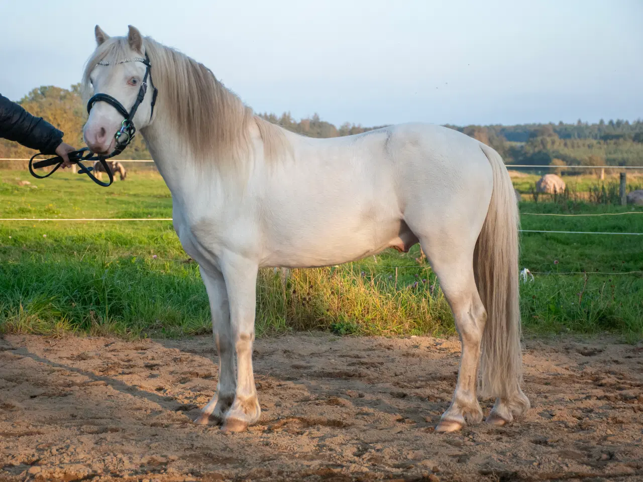 Billede 5 - Welsh hingst med licens