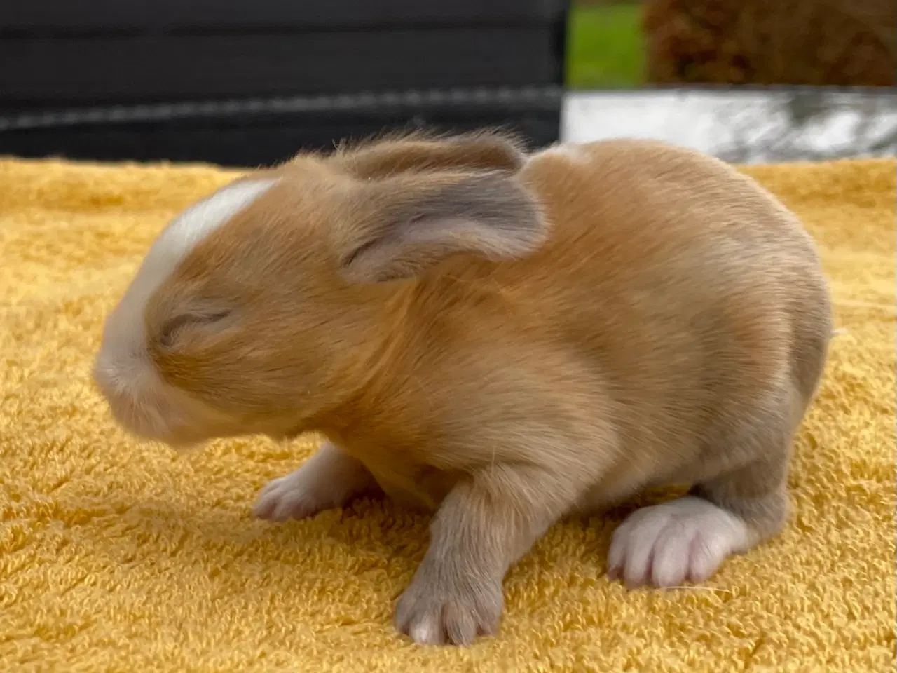 Billede 6 - HOLLÆNDER HUN MADAGASCAR