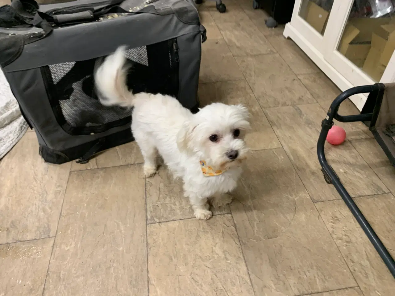 Billede 17 - Ægte mini malteser babyer