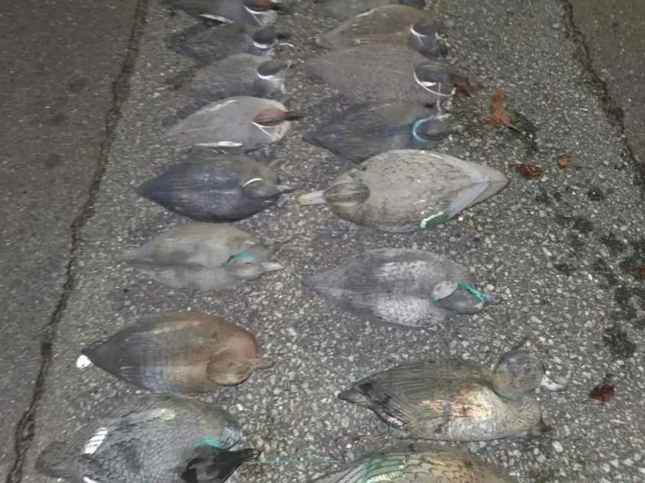 Billede 2 - 22 blandede lokkeænder – Rigget og klar til jagt