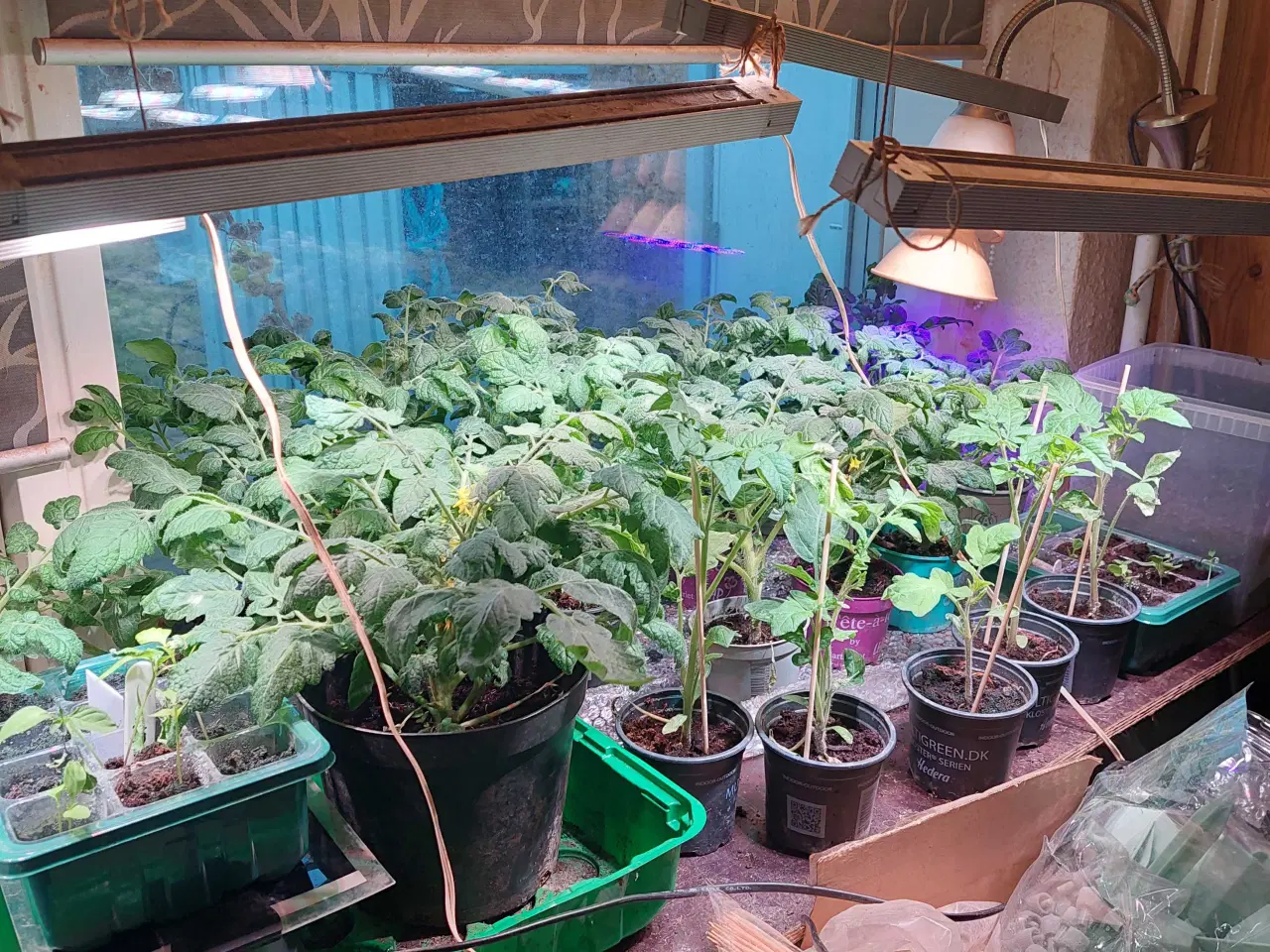 Billede 3 - Tomat Busk