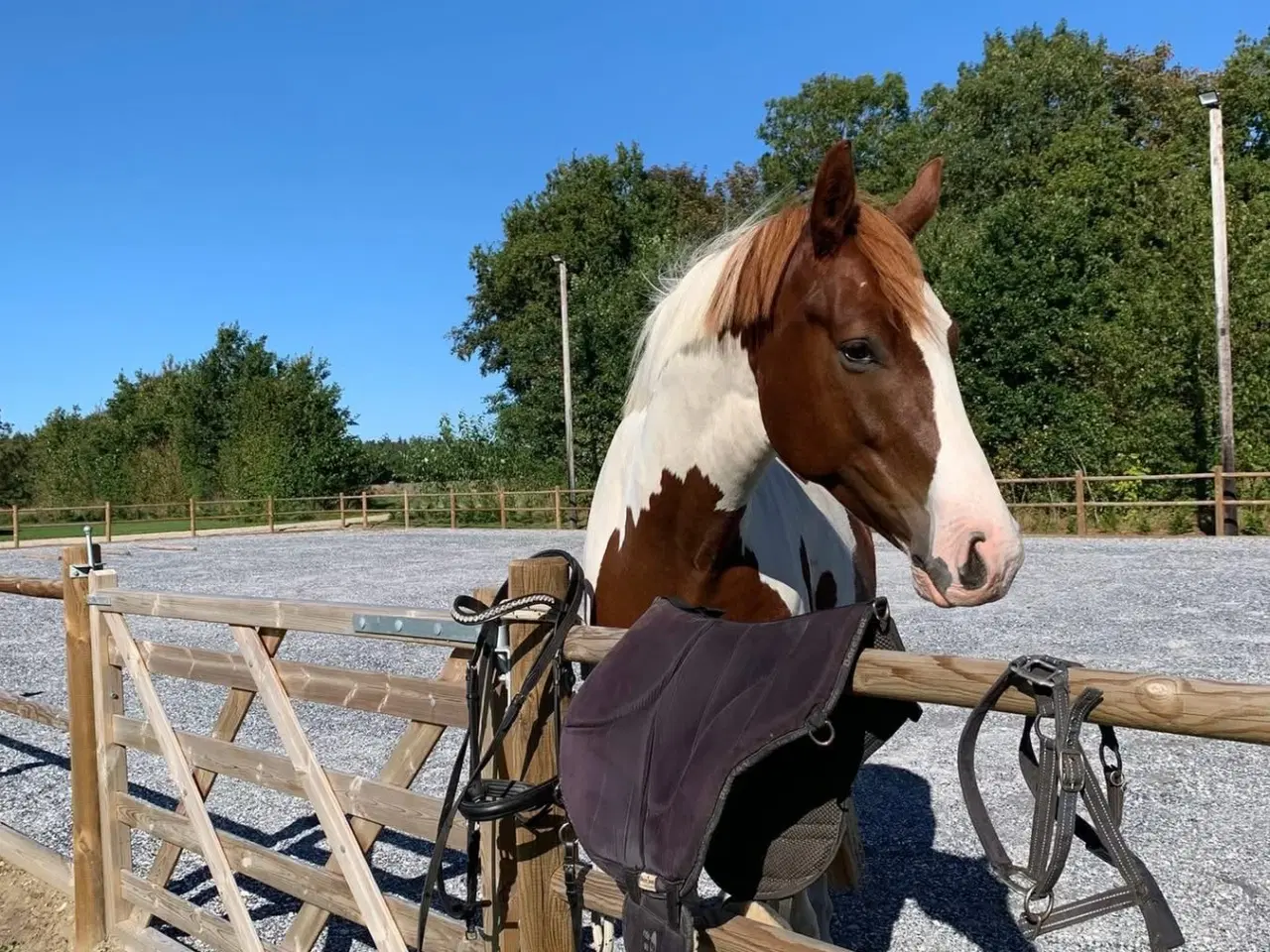 Billede 9 - Skønneste 4 års pinto vallak 