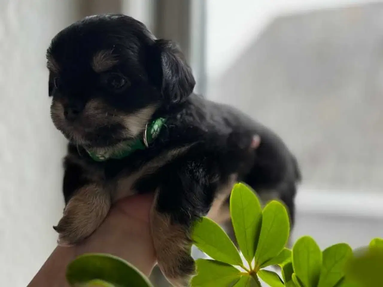 Billede 3 - Hundehvalpe