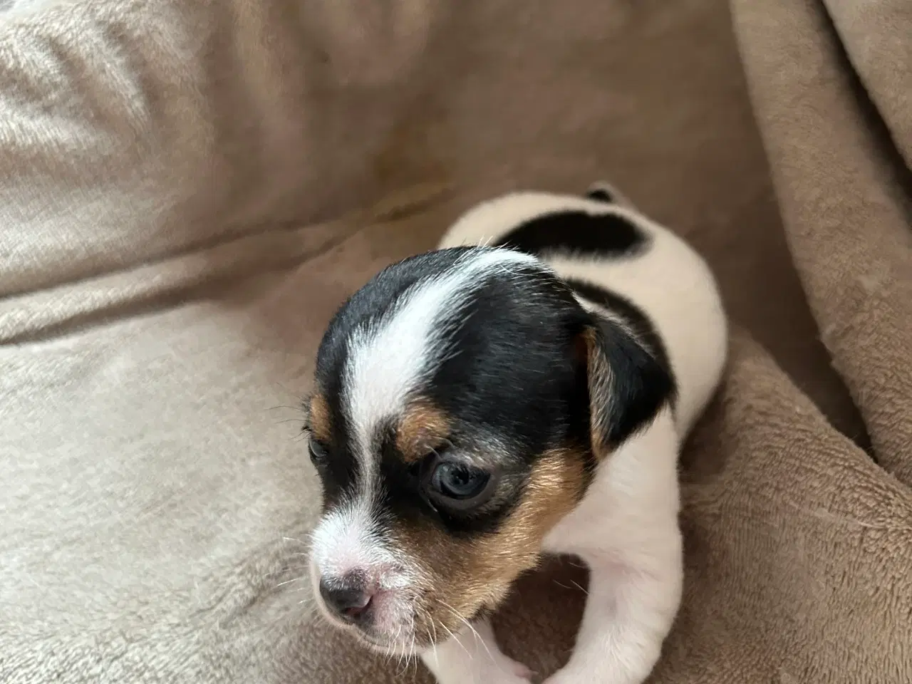 Billede 1 - 4 dejlige Jack Russel hvalpe sælges 